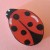 Coccinella